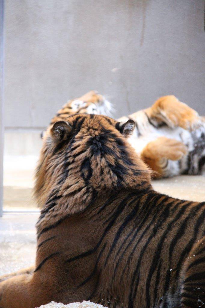 奥のシュートで、ゴロゴロするカリとそれを見ているガンター