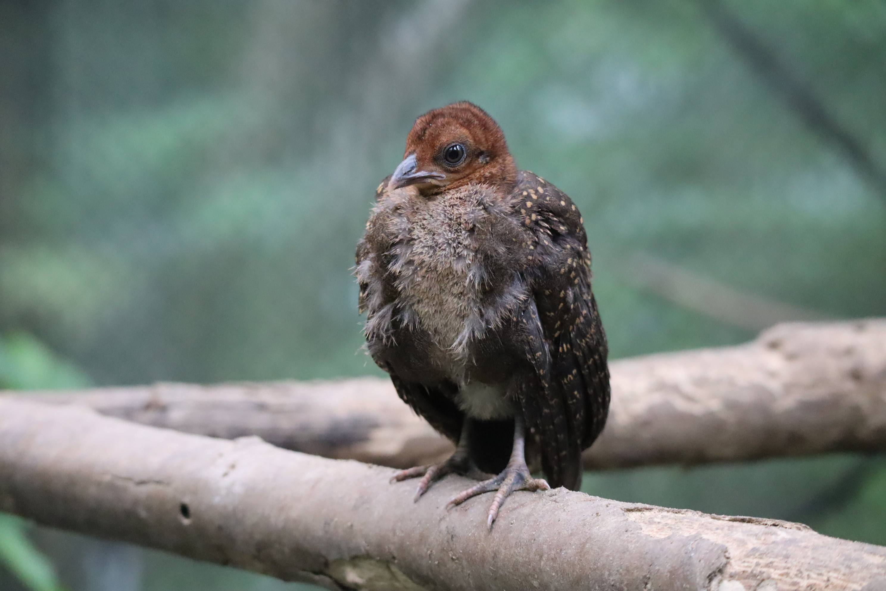 【飼育日誌】20210317：成長記9 (7).jpg