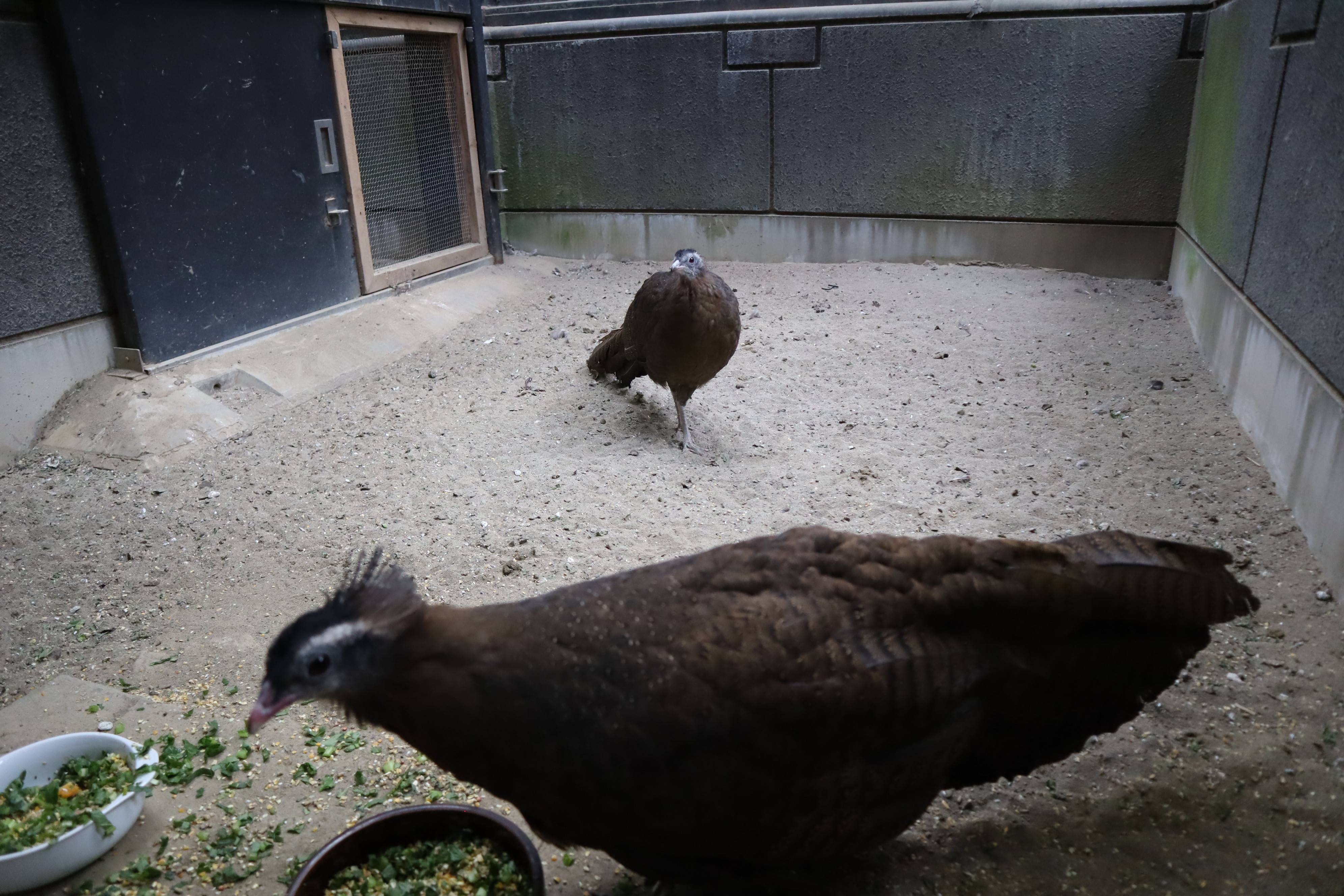 【飼育日誌】20210430:成長記12 (9).jpg