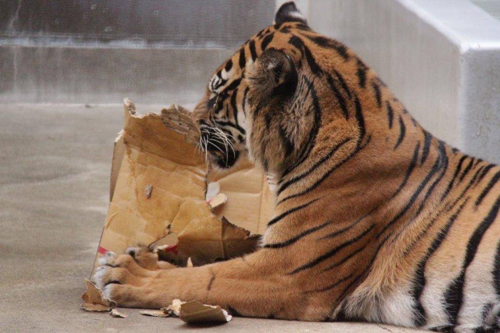 段ボール箱を破壊するラウト①