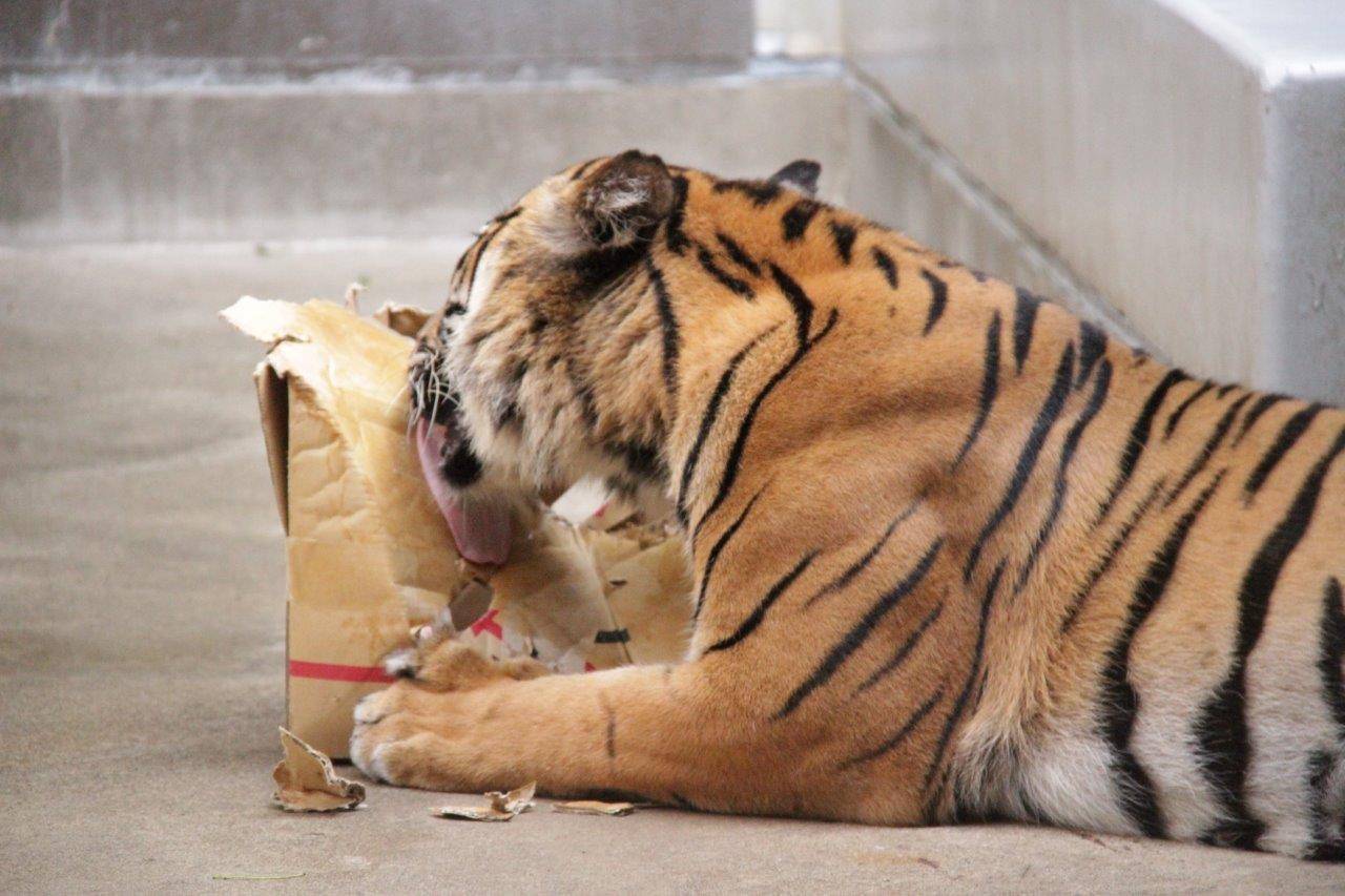 段ボールを舐めるラウト