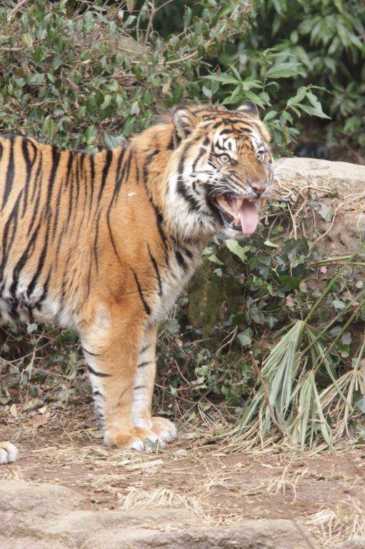 フレーメンするガンター③