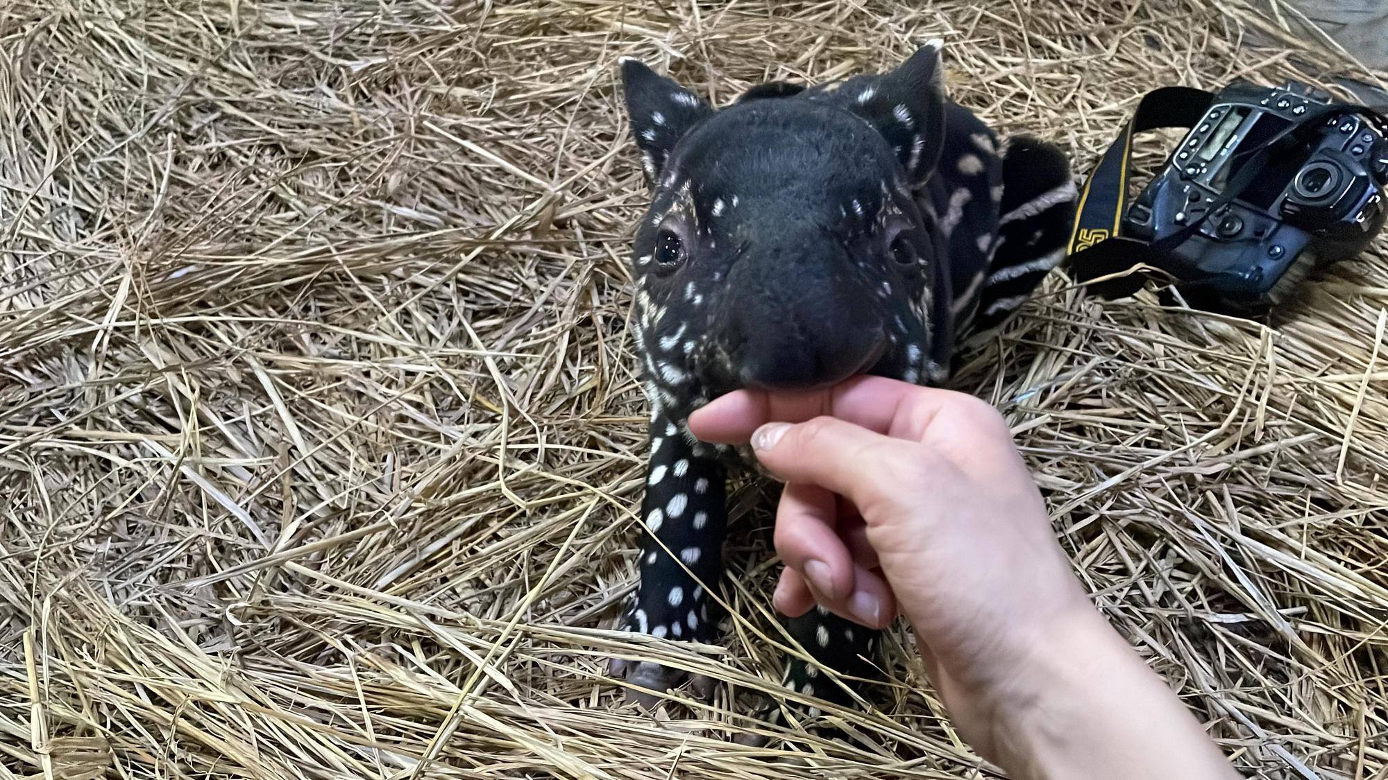 うり坊成長日記 未公開ショット編 飼育日誌 よこはま動物園ズーラシア公式サイト 公益財団法人 横浜市緑の協会