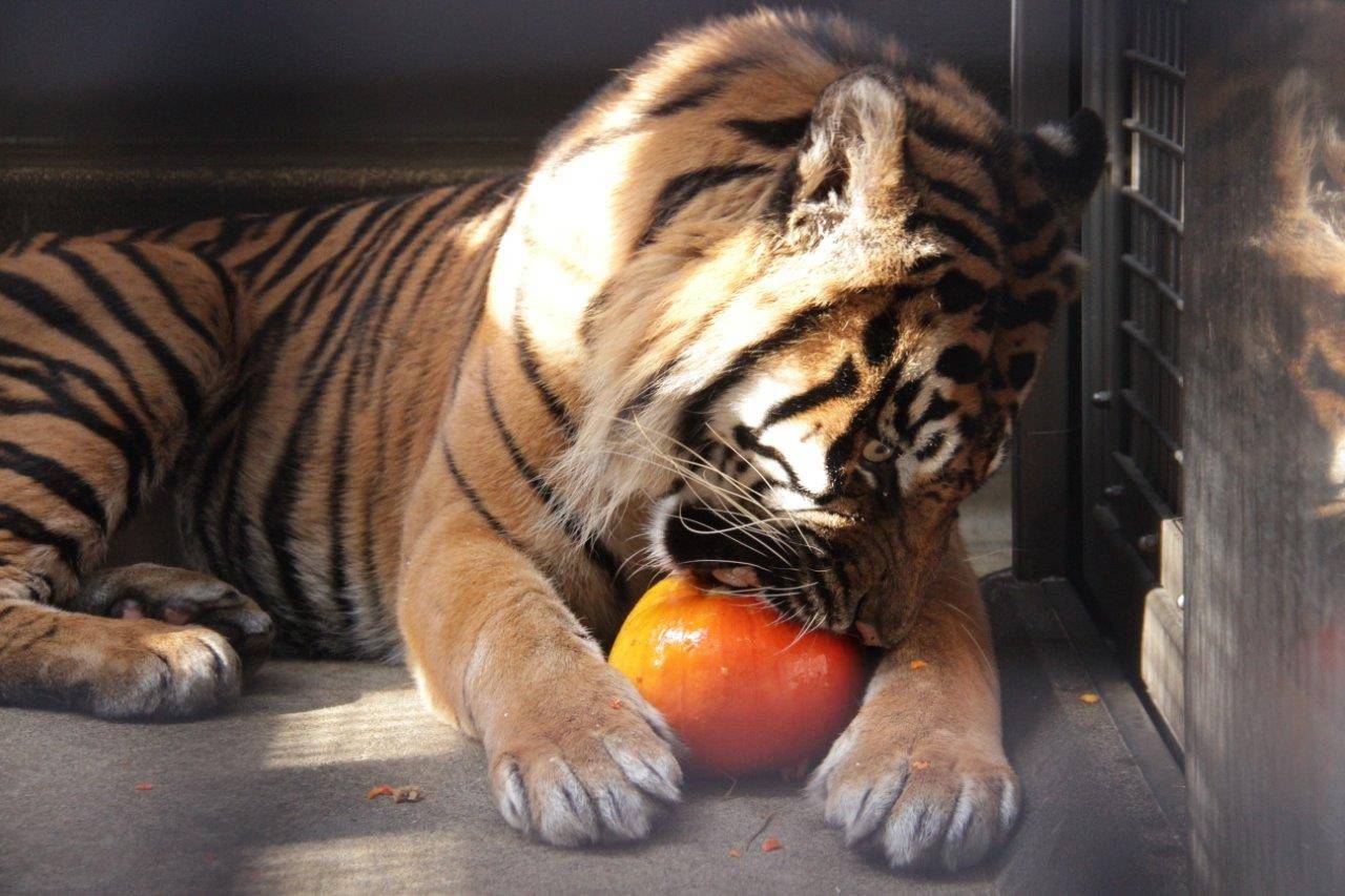 カボチャに牙を立てるガンター