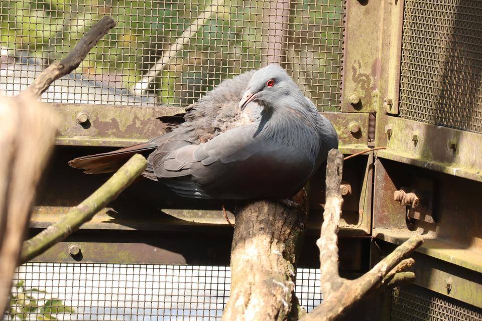 【飼育日誌】20210810：ノトゥの魅力 (4).jpg