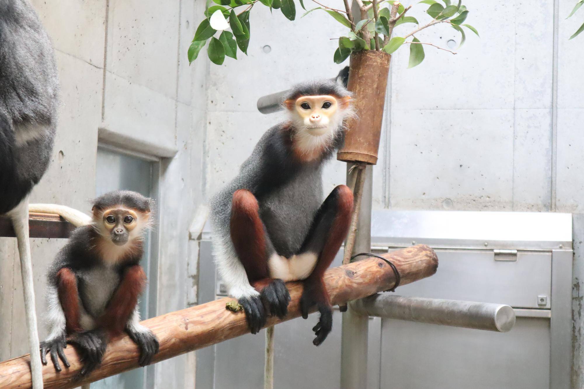 【飼育日誌】20220802：マニプクの思い出 (15).jpg