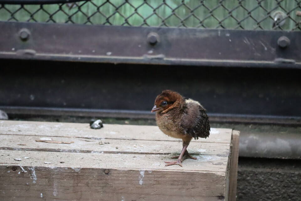 【飼育日誌】20200917：成長記5 (22).jpg