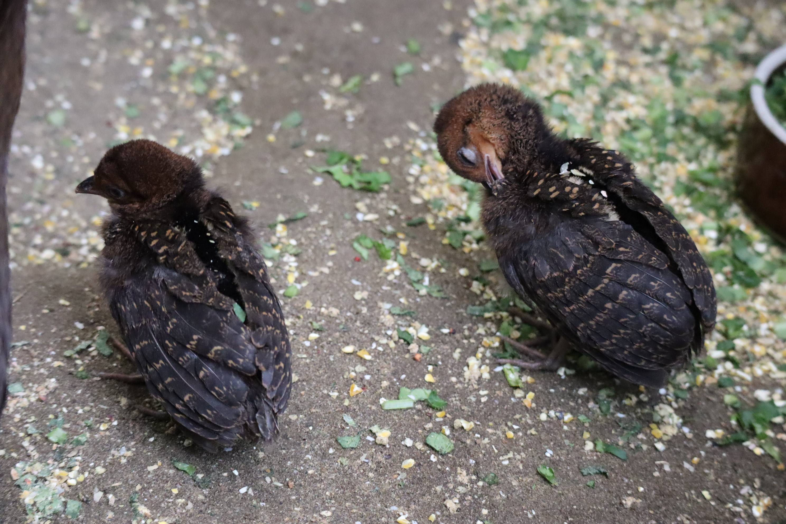 【飼育日誌】20201120:成長記7 (11).jpg