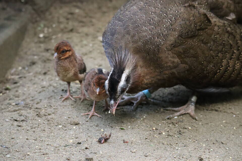 【飼育日誌】202008016:成長記3 (14).jpg