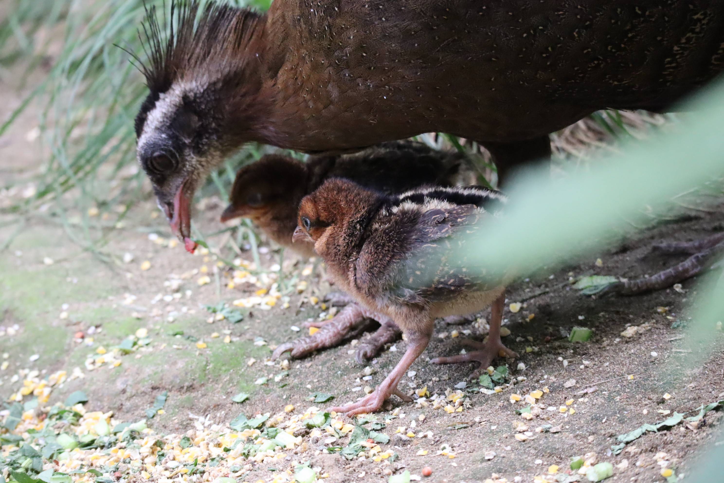 【飼育日誌】20201022：成長記6 (7).jpg