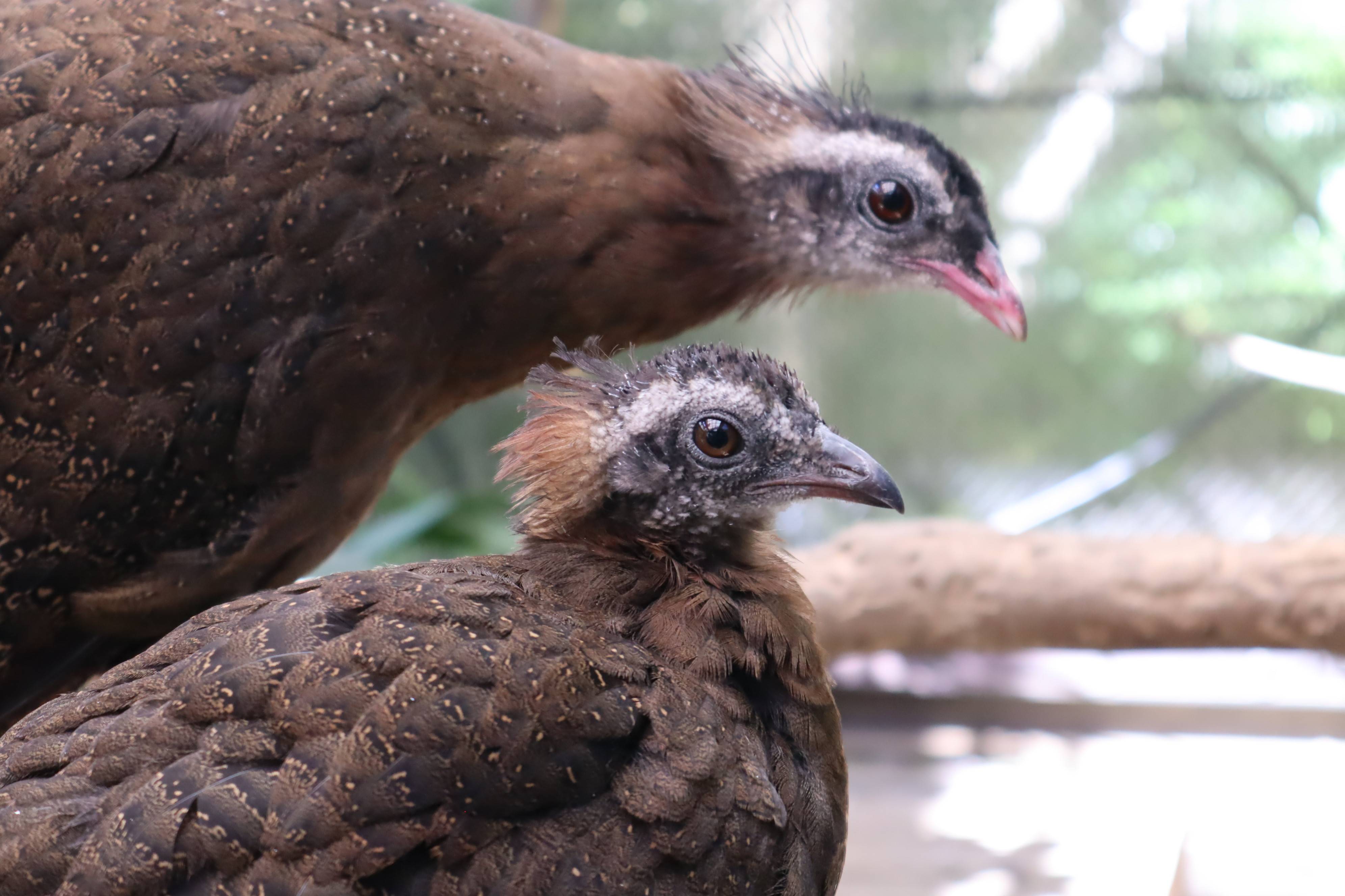 【飼育日誌】20210425:成長記11 (7).jpg