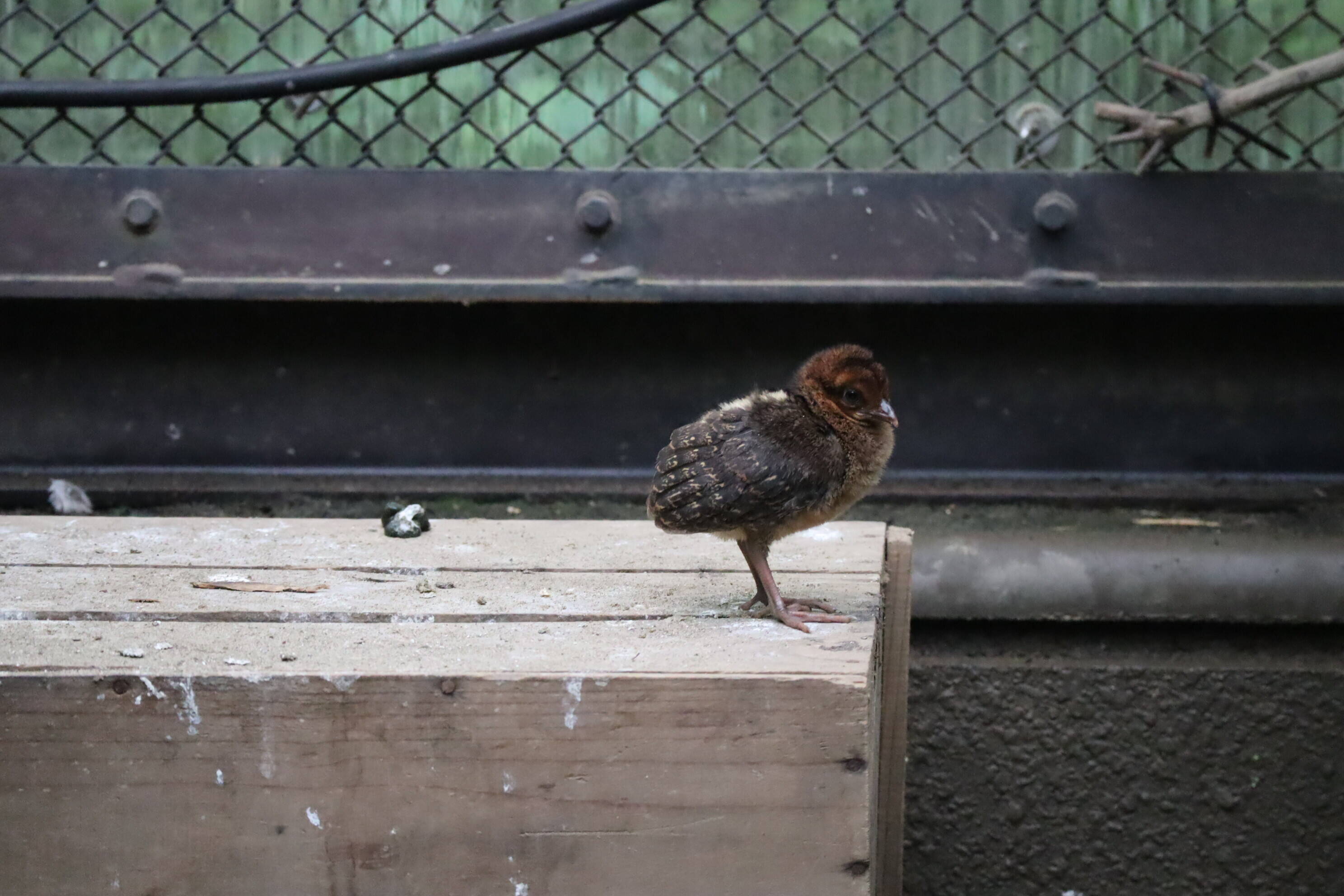 【飼育日誌】20200917：成長記5 (17).jpg