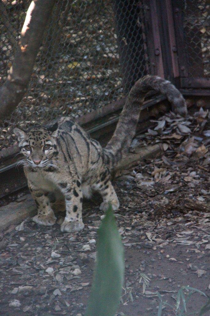 展示場で排便するアニル