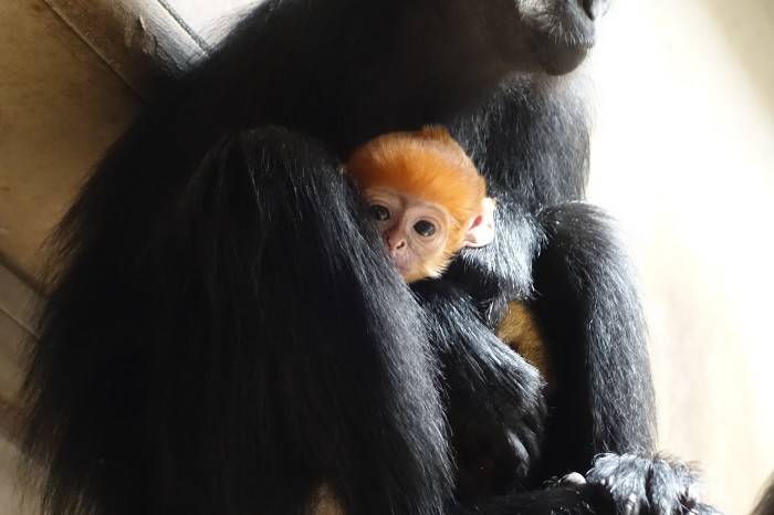 希少 新品タグ付き ズーラシア 動物園 ぬいぐるみ フランソワルトン 希少 新品タグ付き ズーラシア 動物園 ぬいぐるみ フランソワ