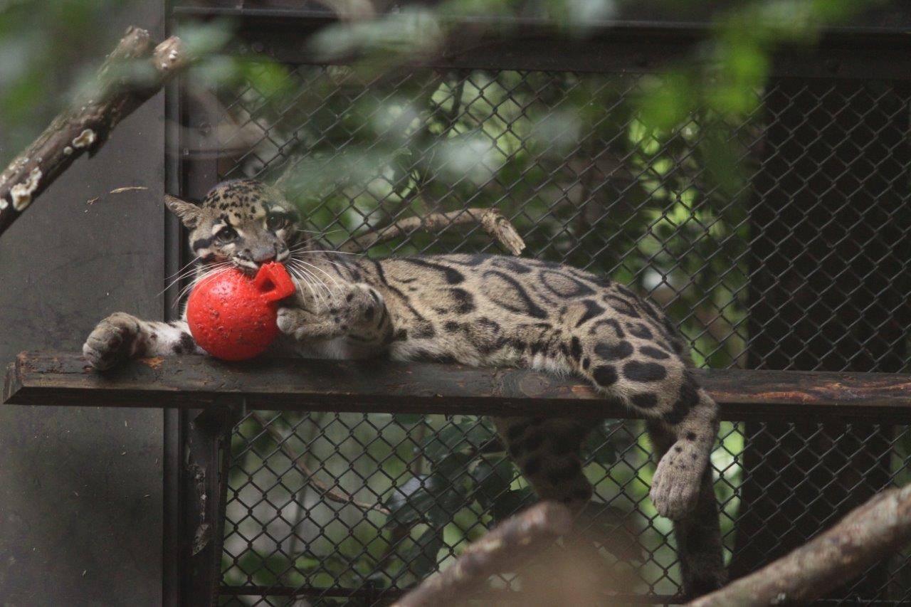 ジョリーボールを咥えるタヤ