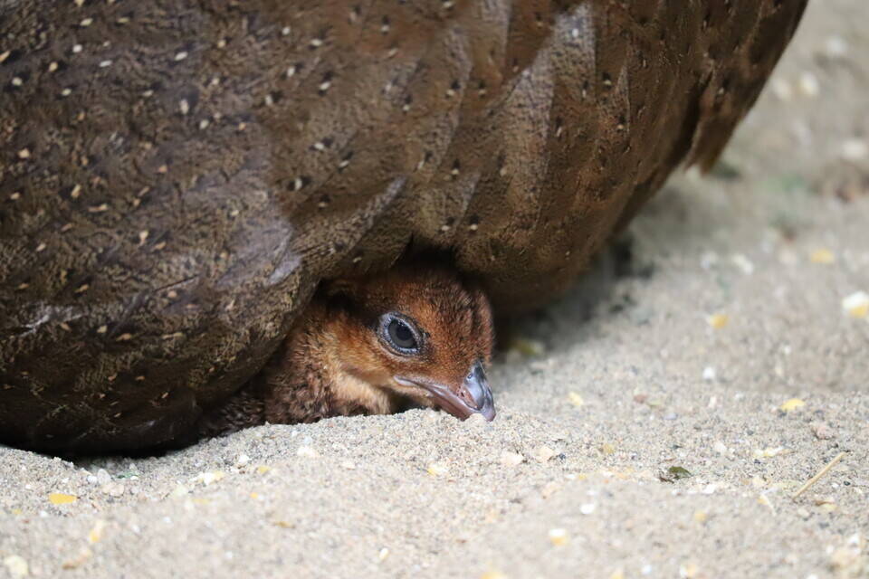 【飼育日誌】20200917：成長記5 (9).jpg