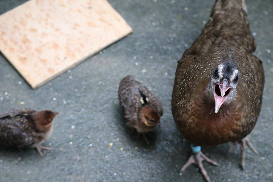 【飼育日誌】20201022：成長記6 (10).jpg