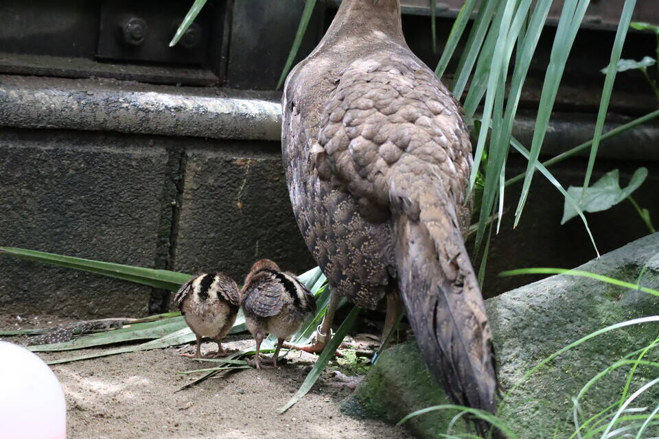 【飼育日誌】202008016:成長記4 (3).jpg