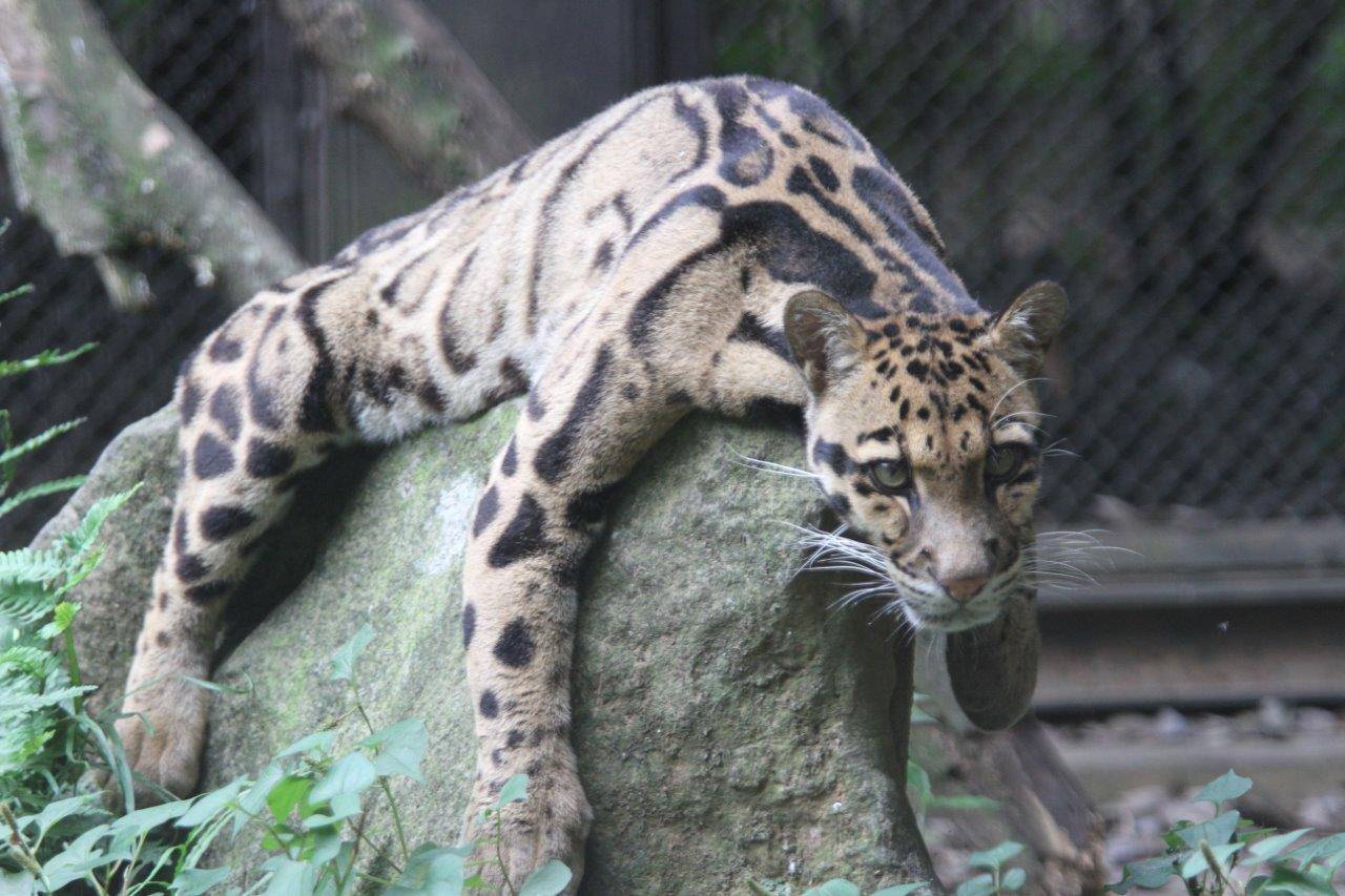 岩に覆いかぶさるようにして休むコーラル