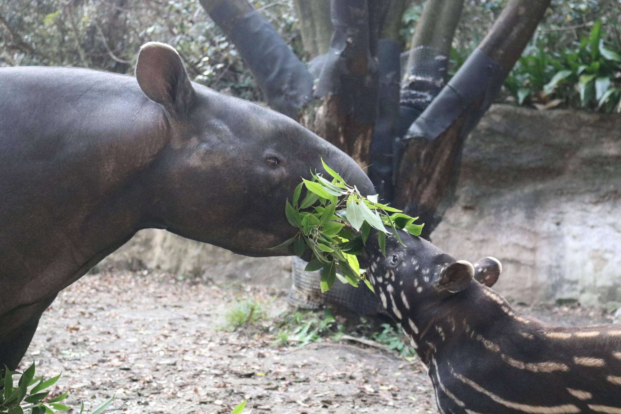 うり坊成長日記 いざ 外の世界へ 飼育日誌 よこはま動物園ズーラシア公式サイト 公益財団法人 横浜市緑の協会