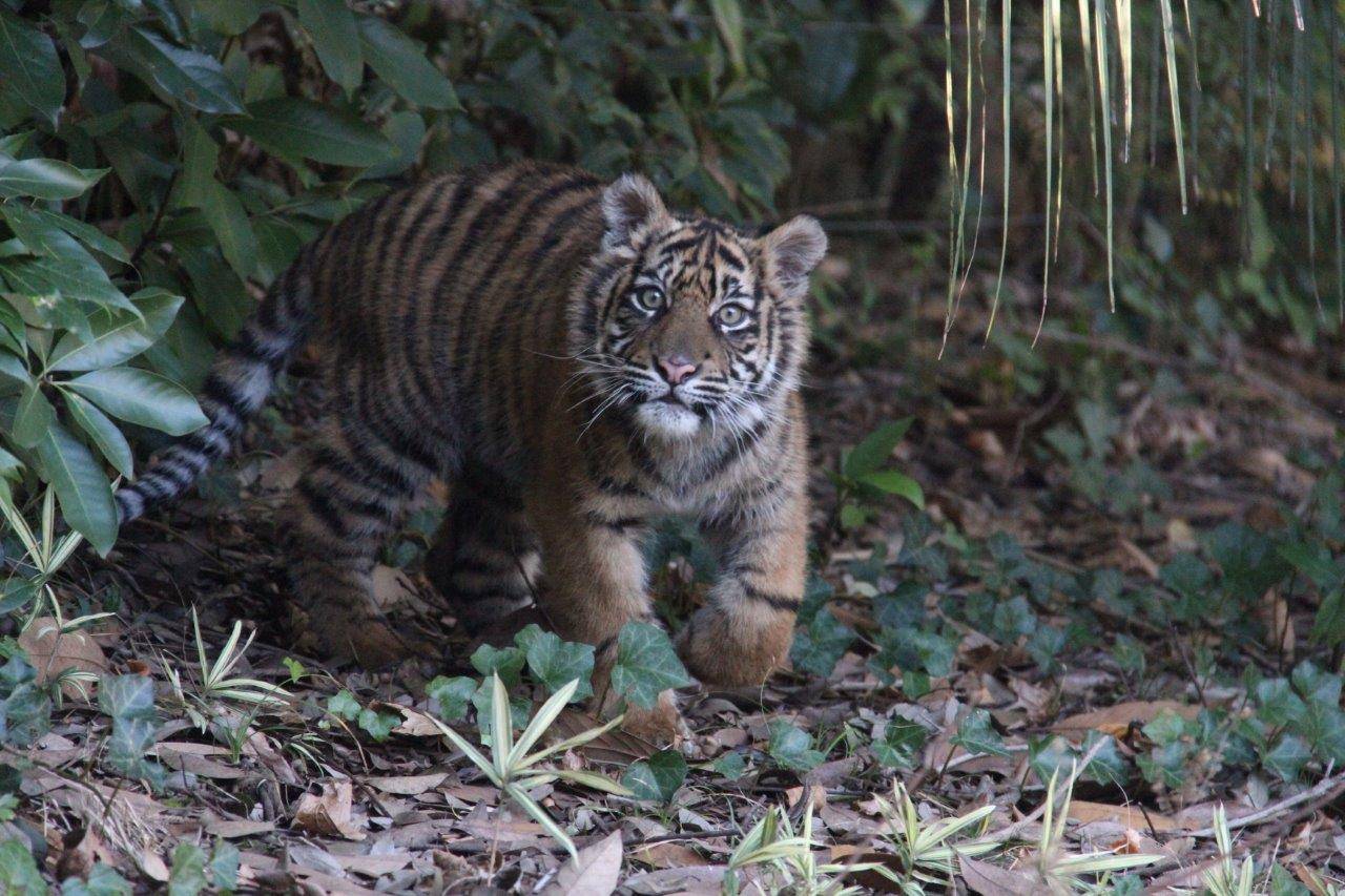 展示場に出したばかりの頃のムジュ