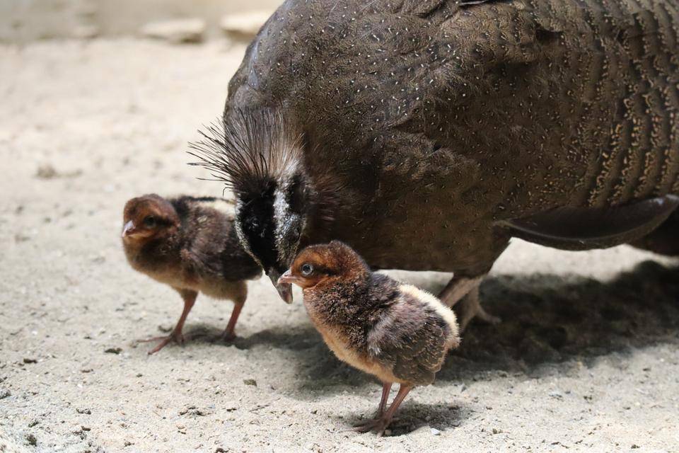 【飼育日誌】20220101：今年の干支は (4).jpg