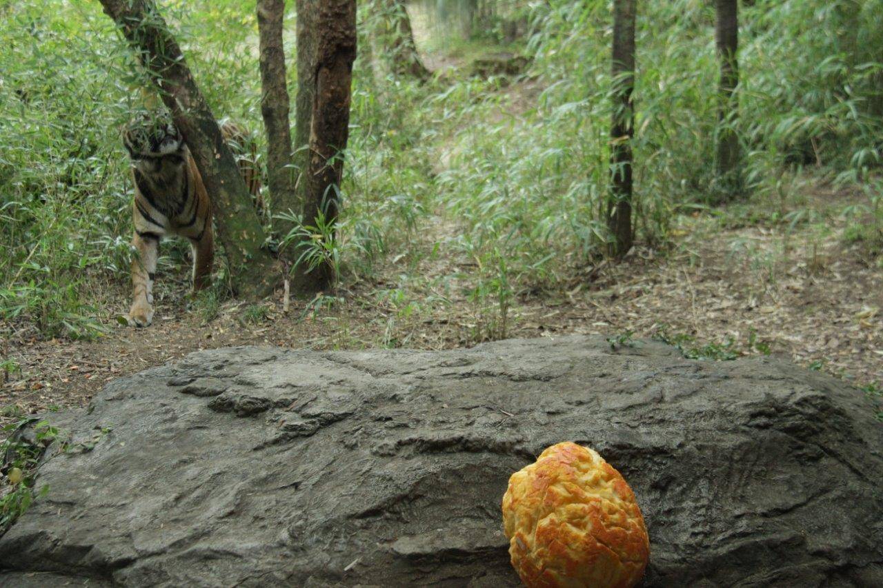 カボチャよりマーキングを優先するデル