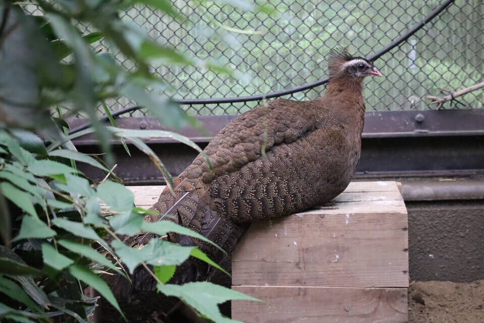 【飼育日誌】20200917：成長記5 (12).jpg