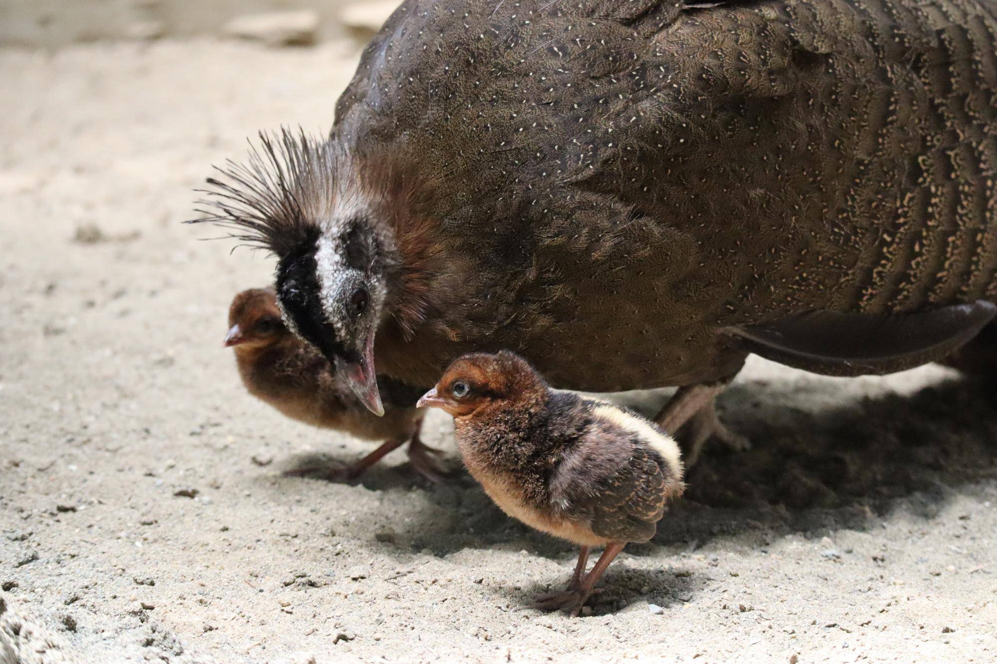 【飼育日誌】20220425:ぴよぴよ通信最終回 (2).jpg