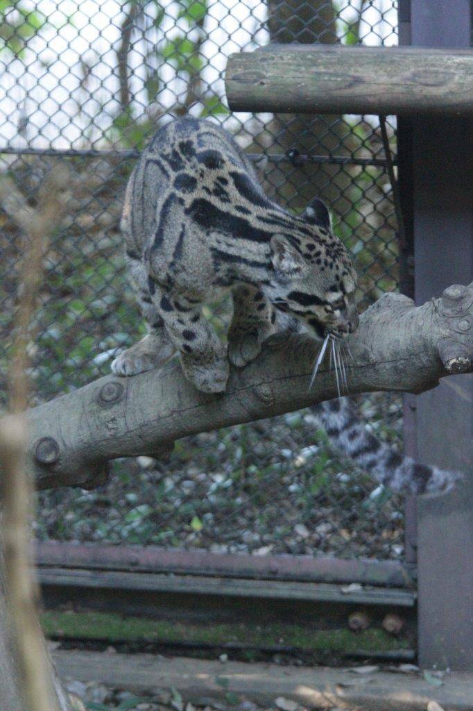 止まり木に上がったブー