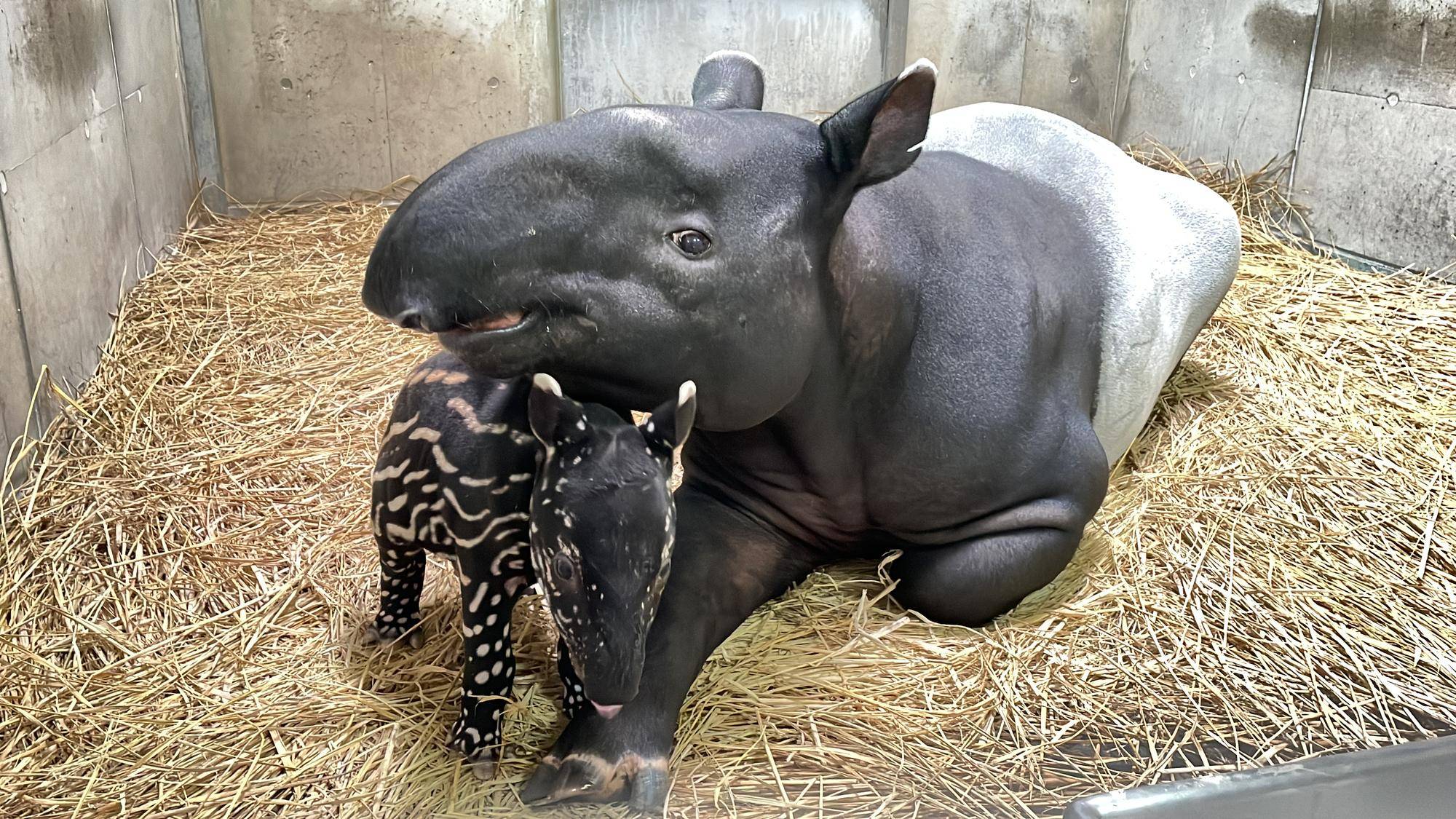 うり坊成長日記 うり坊柄の秘密は 飼育日誌 よこはま動物園ズーラシア公式サイト 公益財団法人 横浜市緑の協会