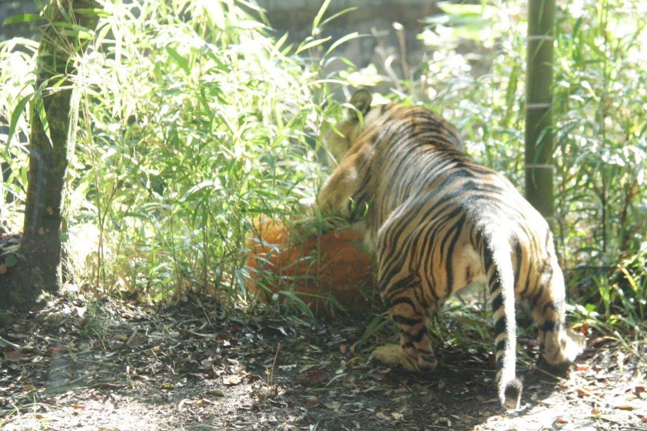 カボチャを戯れるムジュ