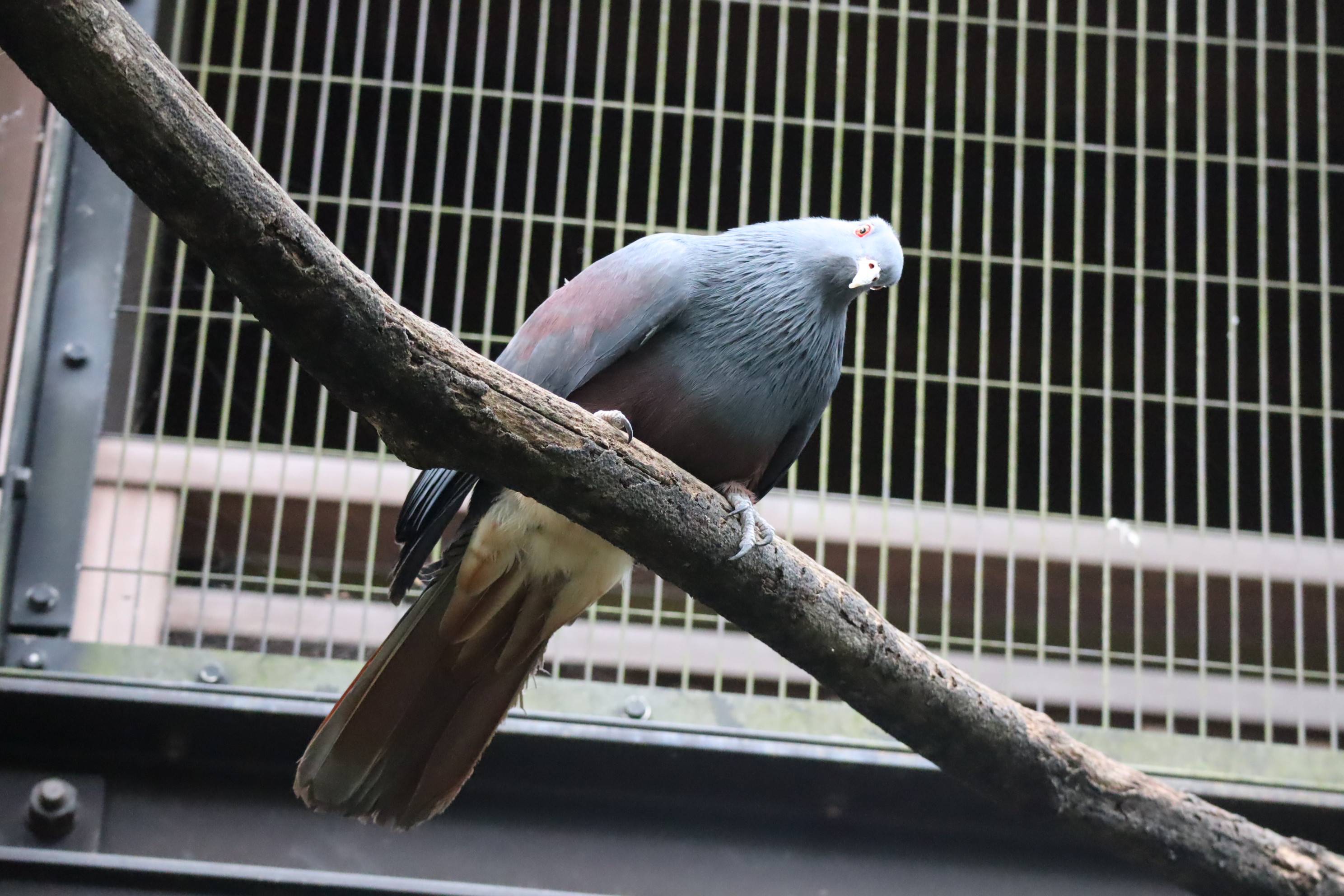 【飼育日誌】20210810：ノトゥの魅力 (16).jpg