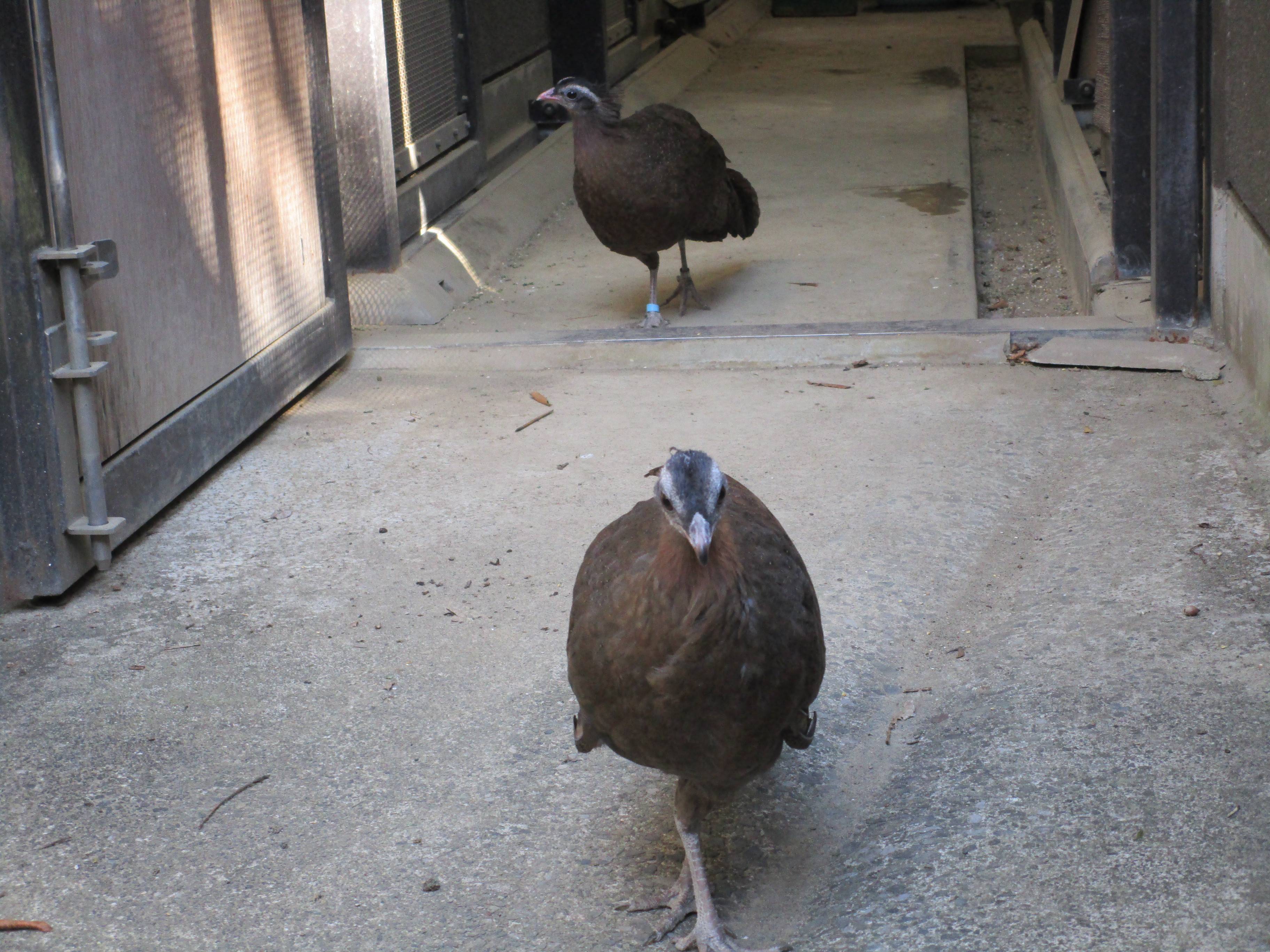 【飼育日誌】20210619:成長記13 (6).jpg