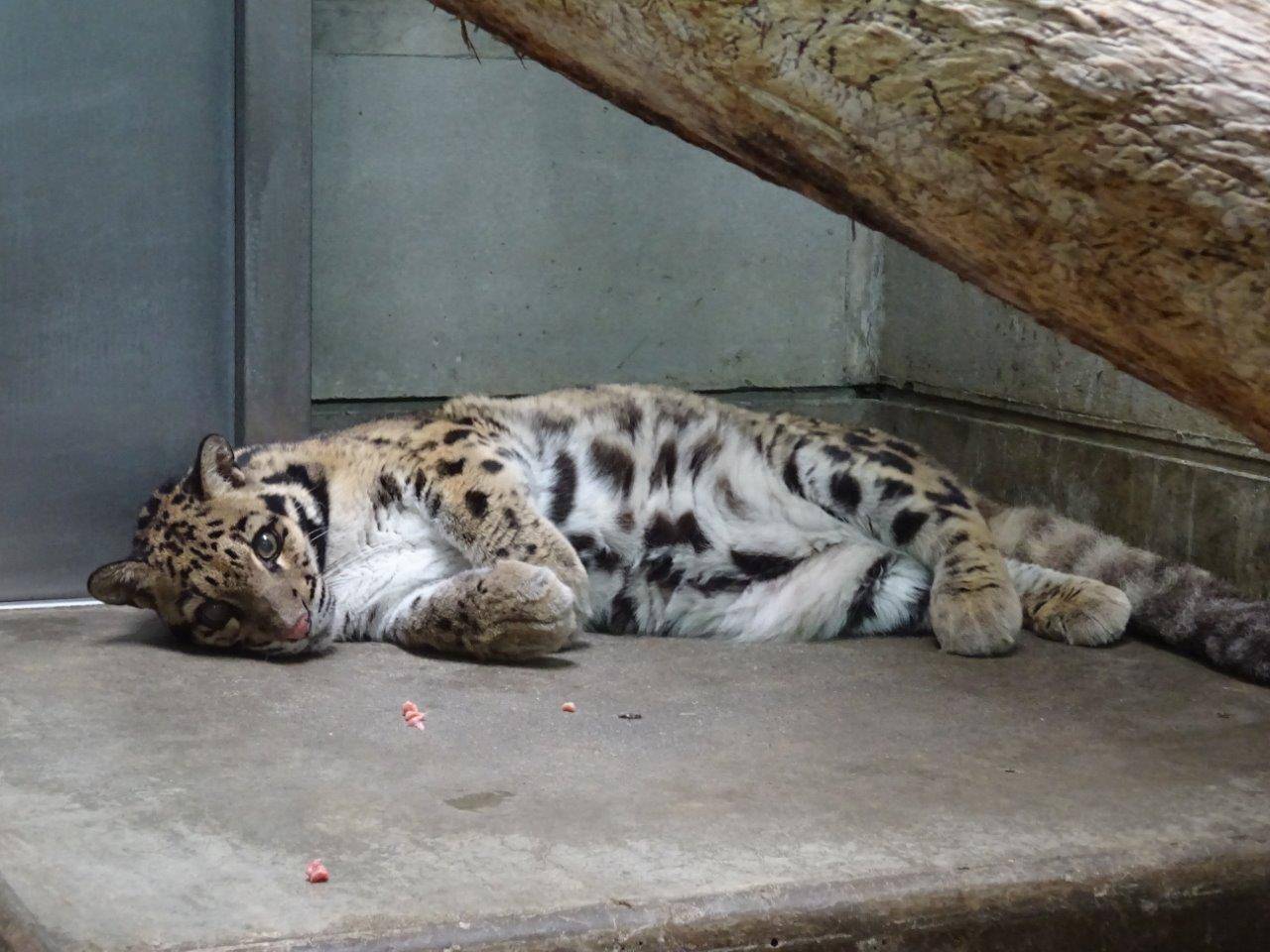 床暖上で横になって休むアニル