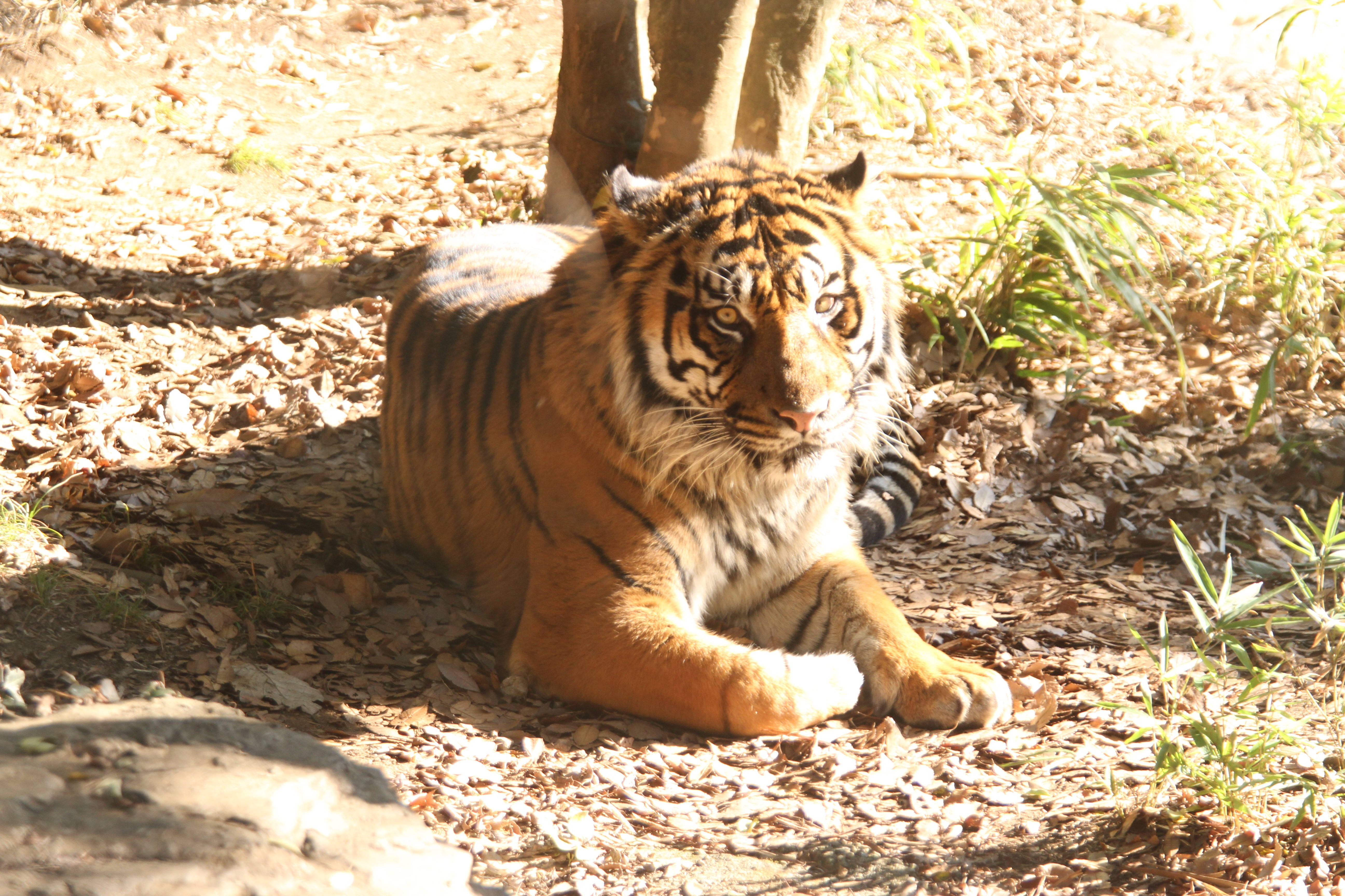 ちゃっかりしてるね 笑 すまとらとらブログ よこはま動物園ズーラシア公式サイト 公益財団法人 横浜市緑の協会 ちゃっかりしてるね 笑 すまとらとらブログ よこはま動物園ズーラシア公式サイト 公益財団法人 横浜市緑の協会