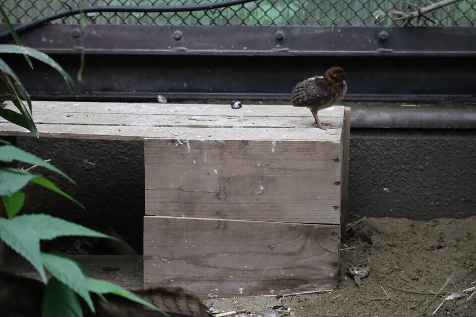 【飼育日誌】20200917：成長記5 (15).jpg