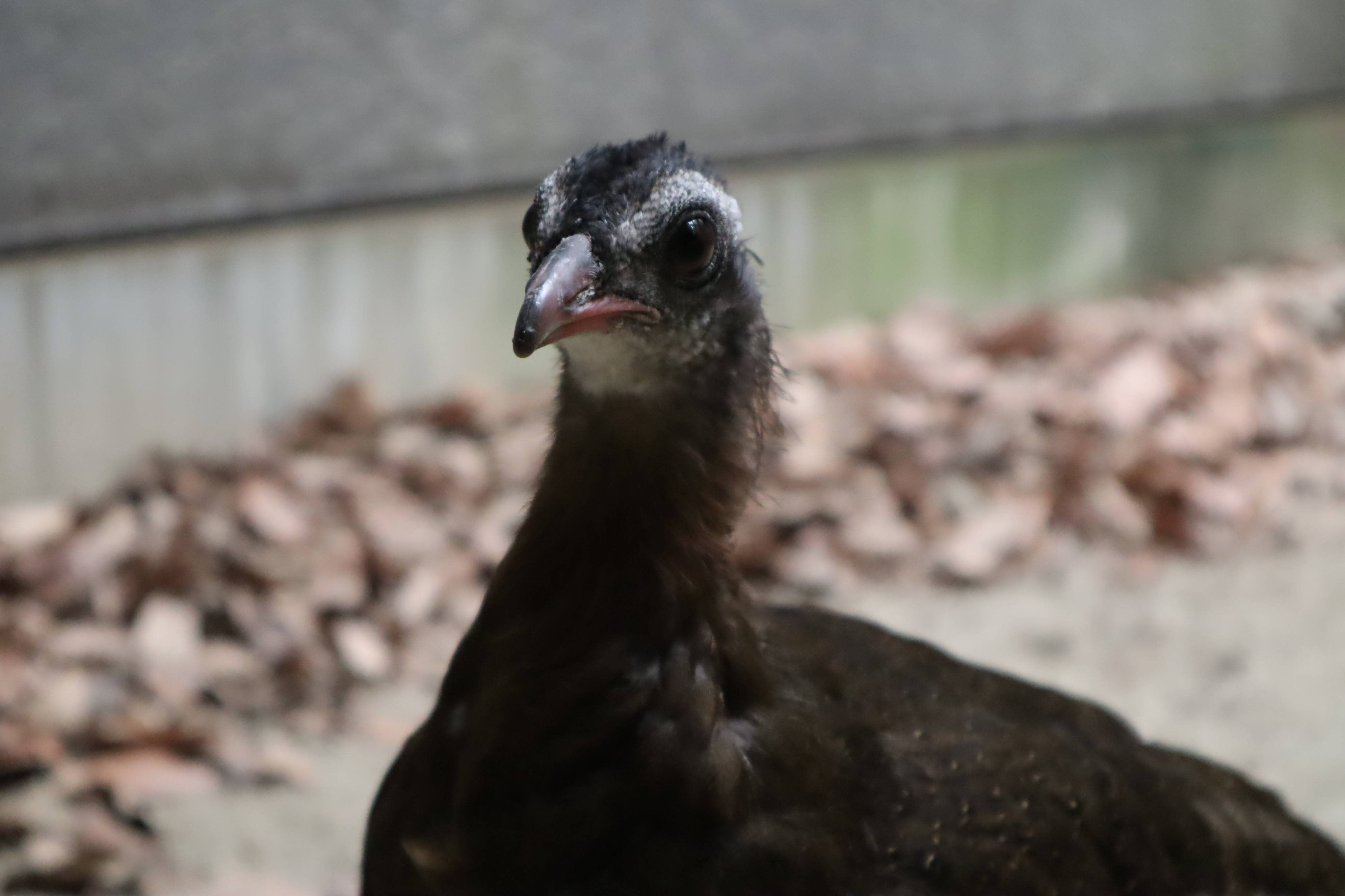 【飼育日誌】20210619:成長記13 (15).jpg