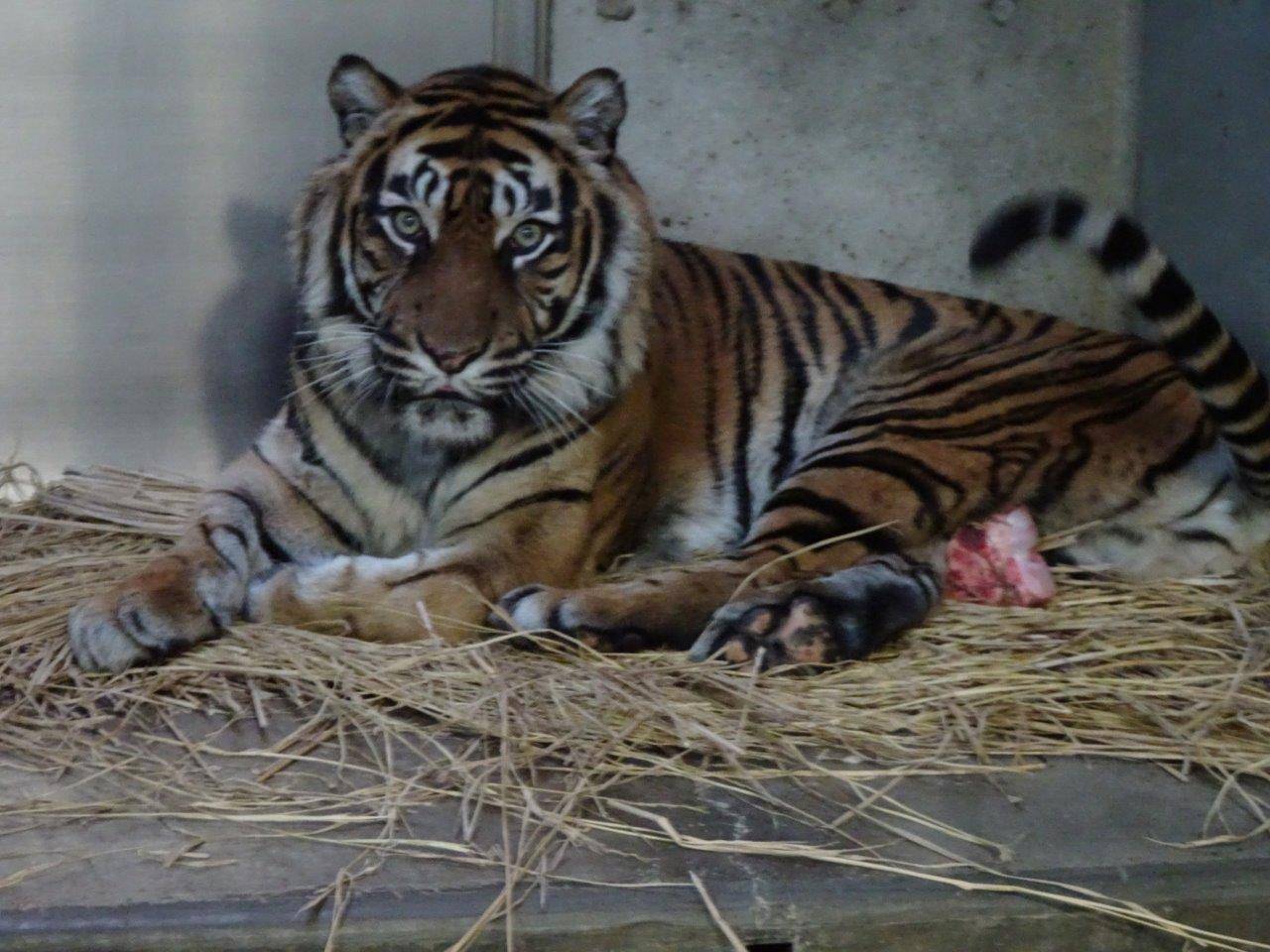 オッパイの位置に大腿骨を置いて休むデル③