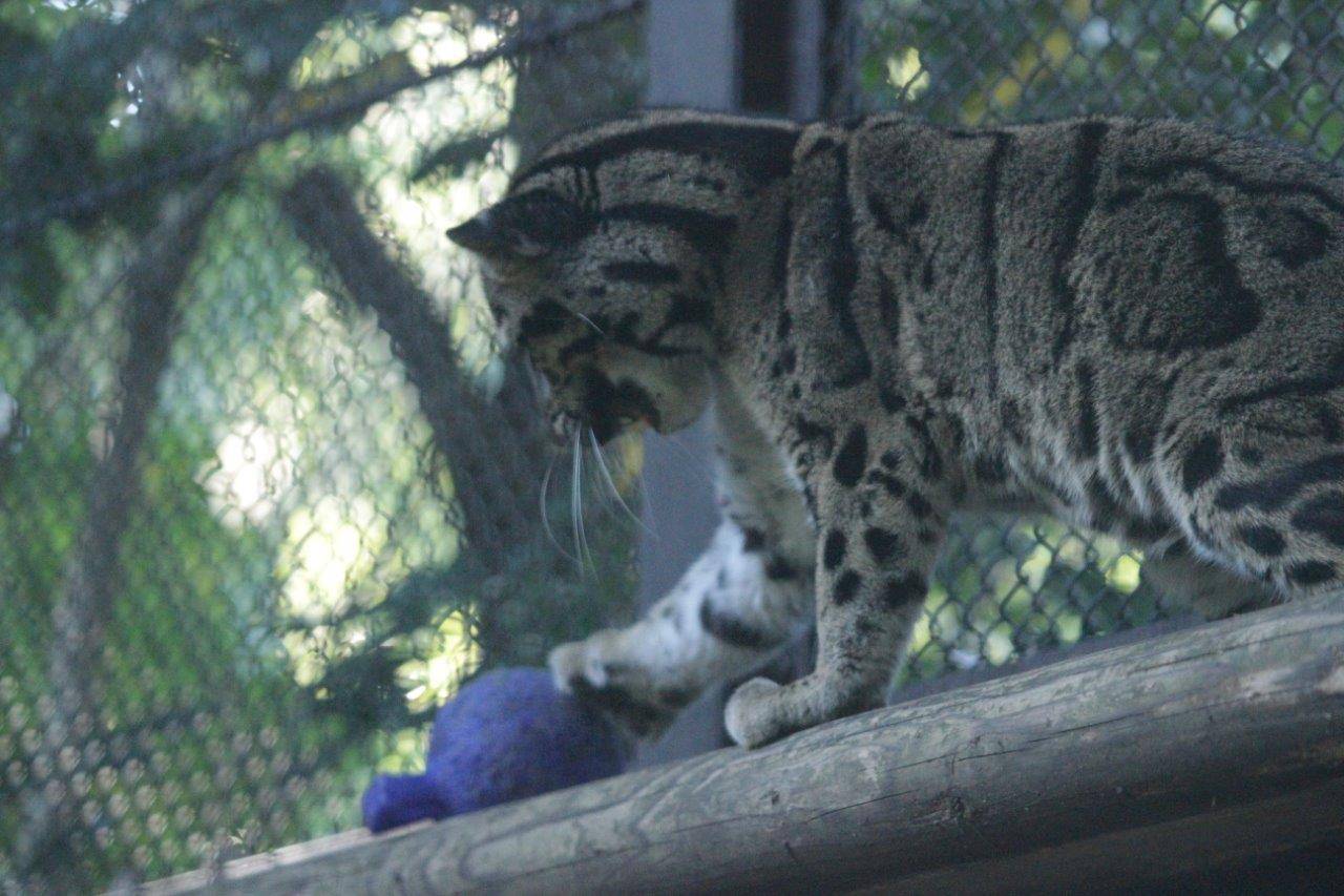 キャットウォークの上でジョリーボールで遊ぶブー