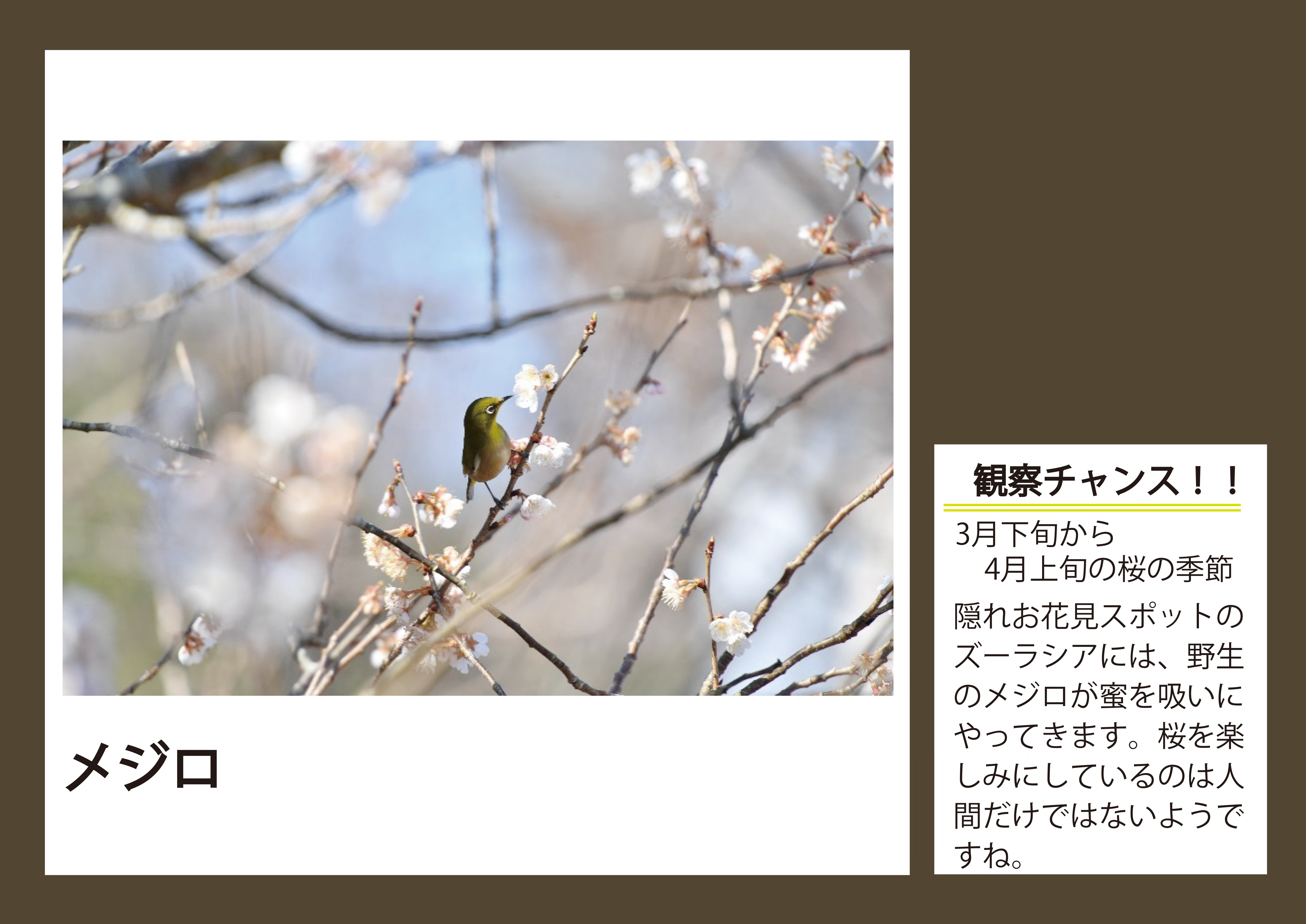 メジロ.png