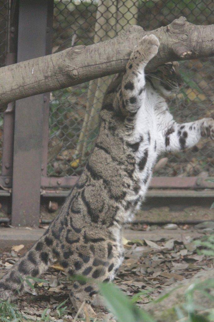 立ち上がって止まり木に前肢をかけるブー