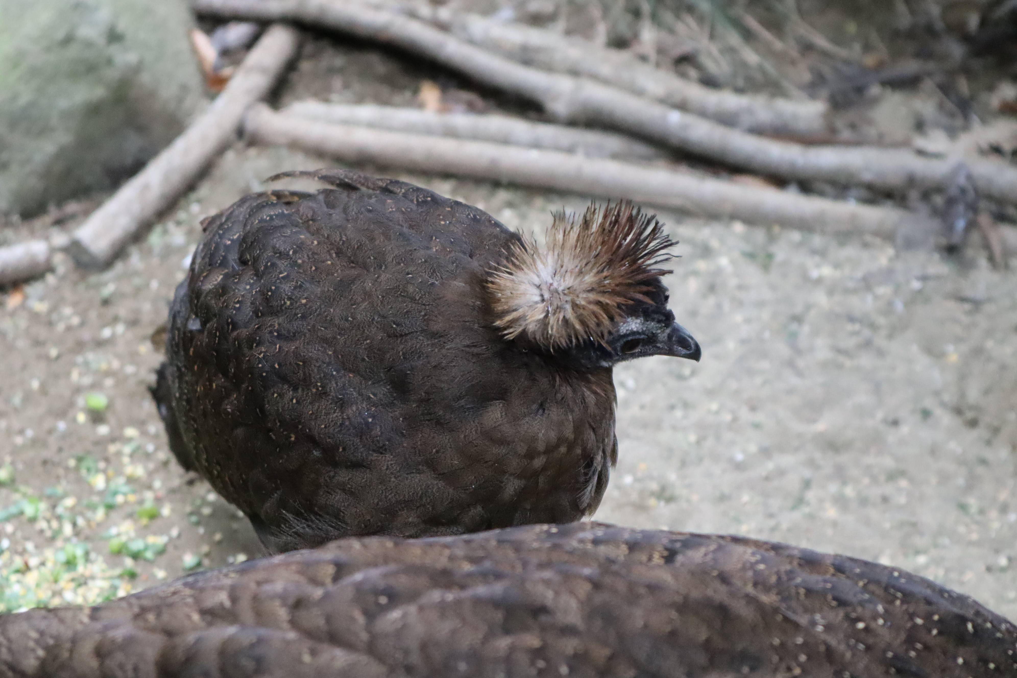 【飼育日誌】20210425:成長記11 (3).jpg