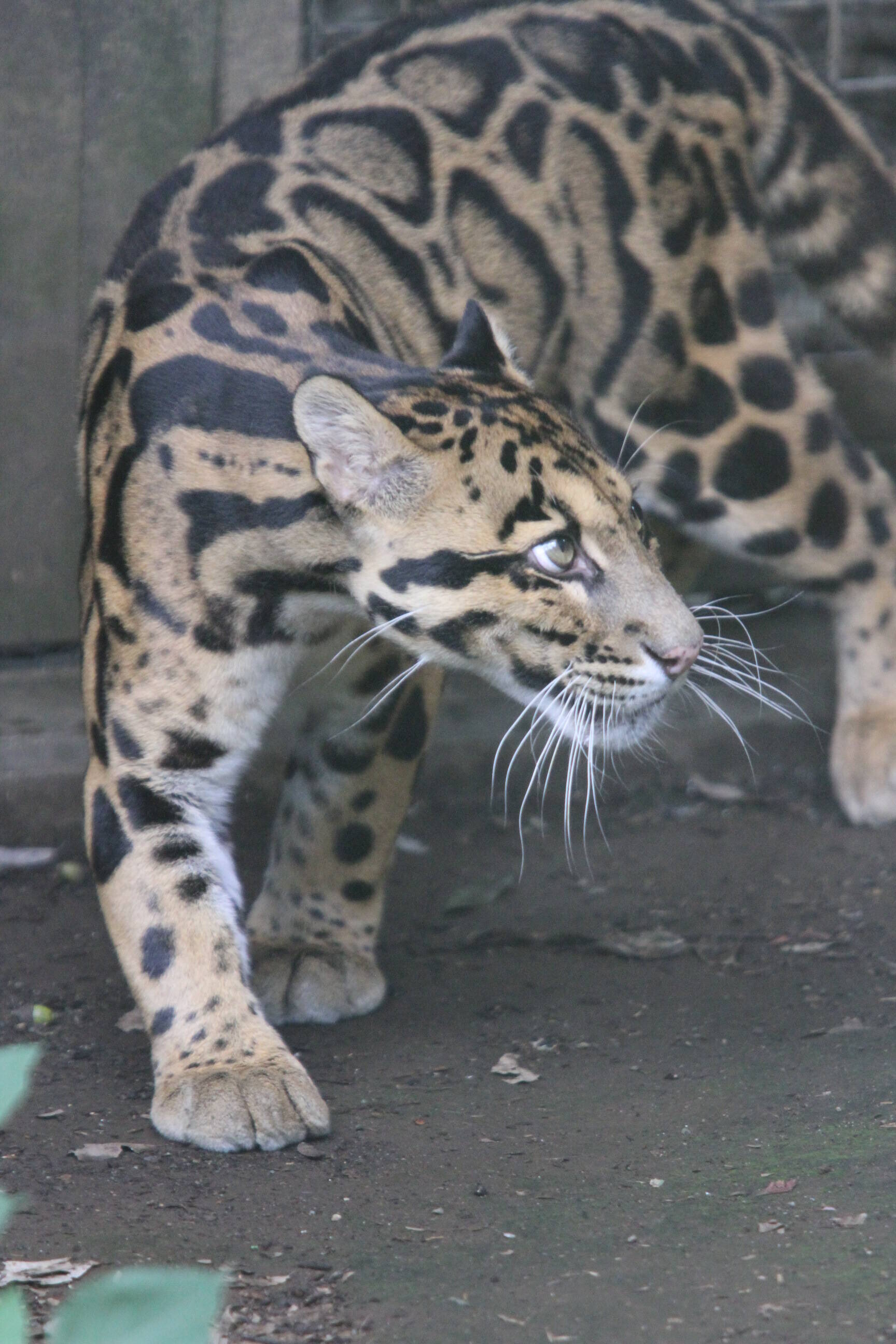 今日は 世界ウンピョウの日 飼育日誌 よこはま動物園ズーラシア公式サイト 公益財団法人 横浜市緑の協会 今日は 世界ウンピョウの日 飼育日誌 よこはま動物園ズーラシア公式サイト 公益財団法人 横浜市緑の協会
