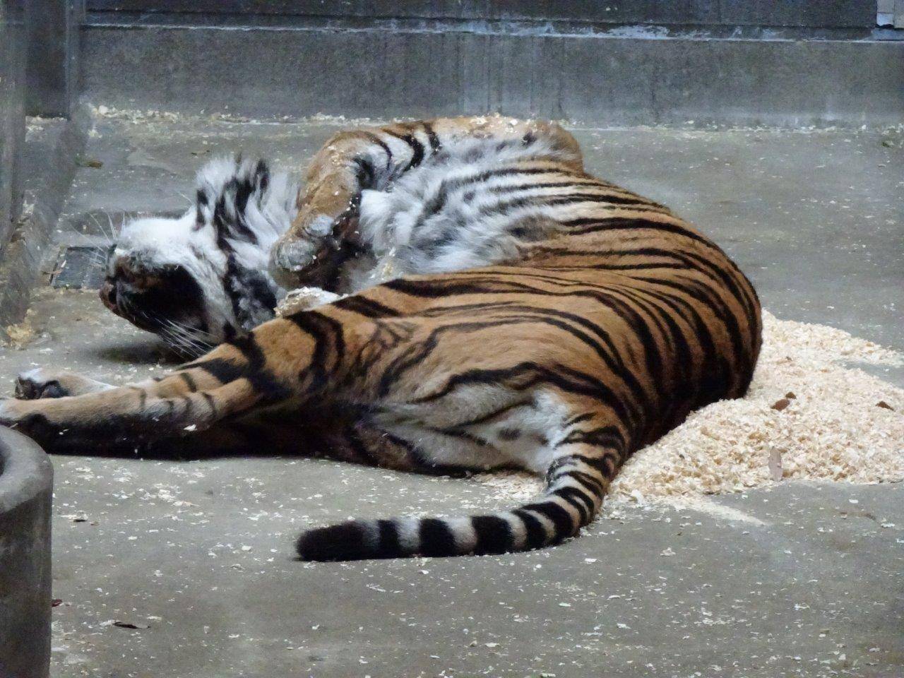 チップの上でゴロゴロし始めたデル