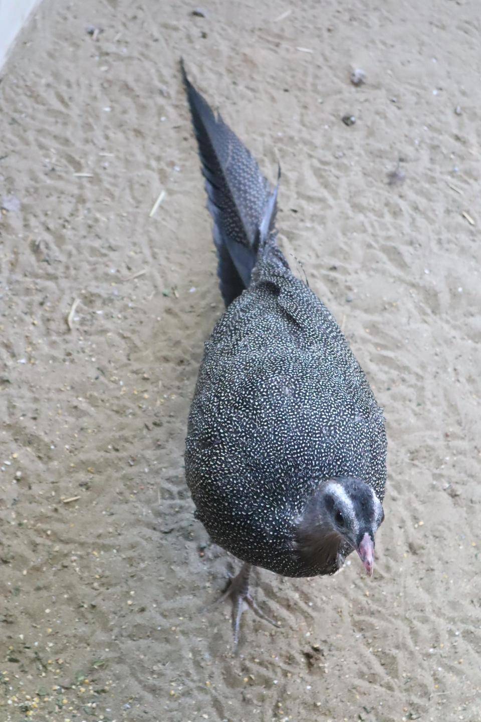 【飼育日誌】20210130：成長記8 (17).jpg