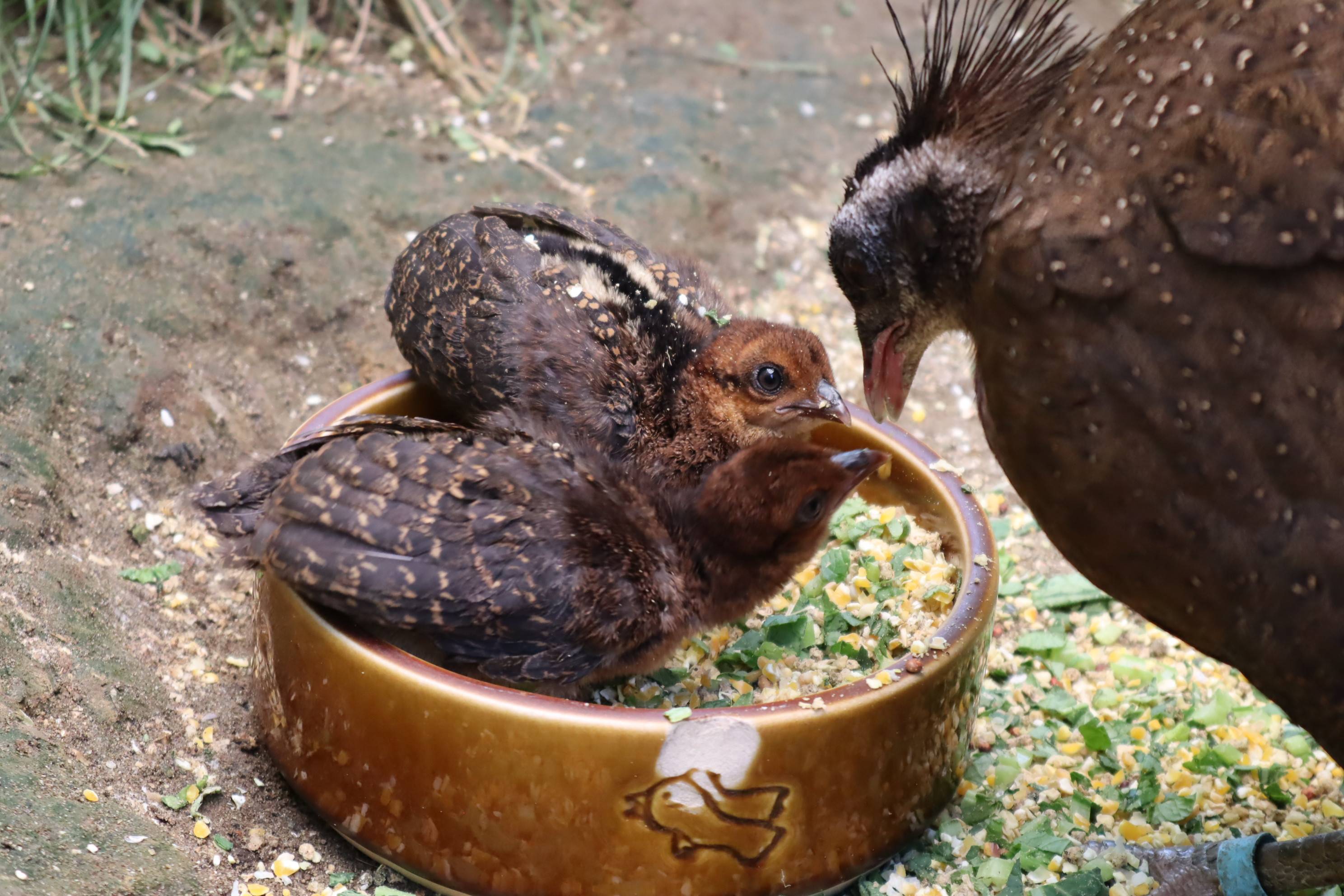 【飼育日誌】20201120:成長記7 (7).jpg