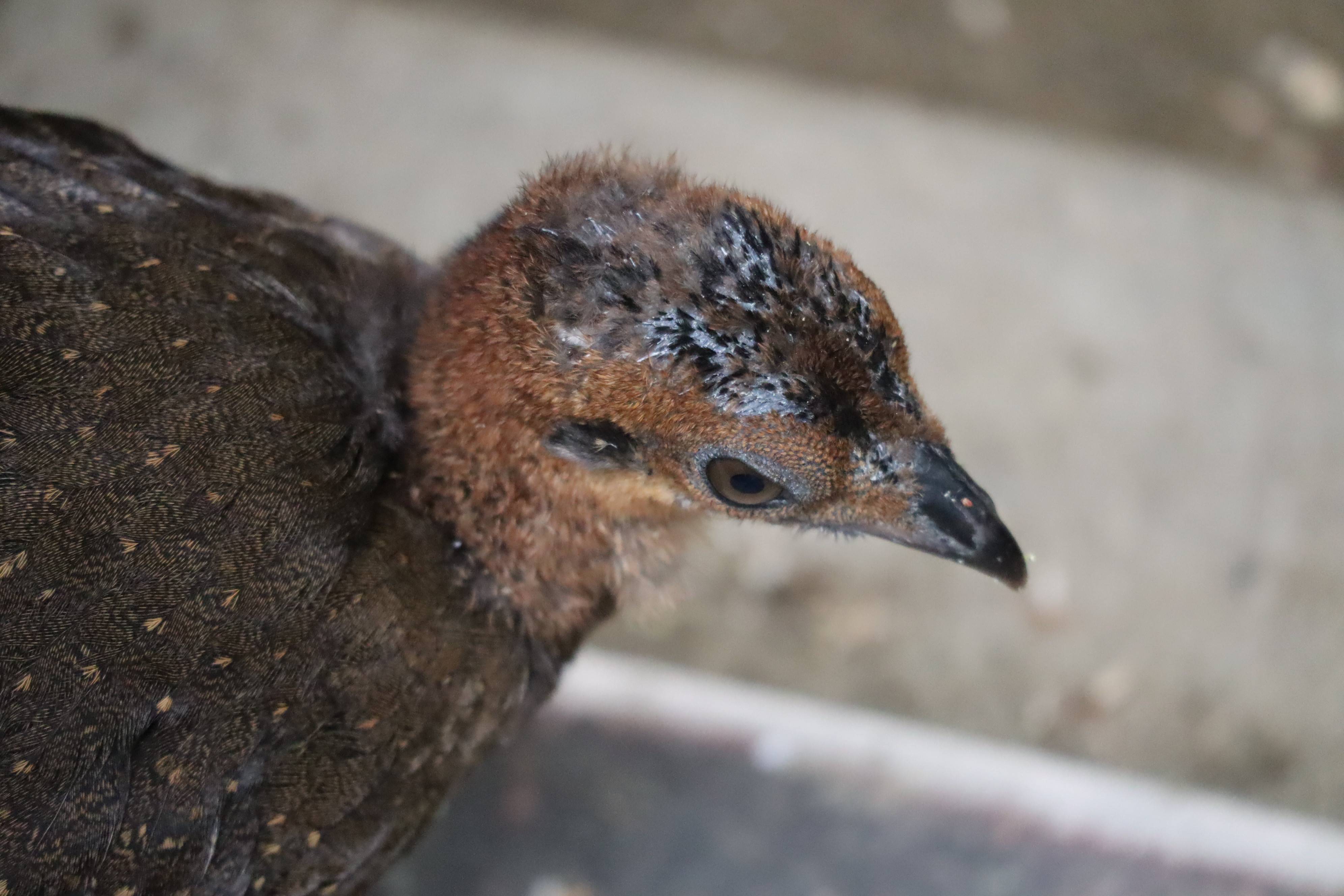 【飼育日誌】20210317：成長記9 (11).jpg