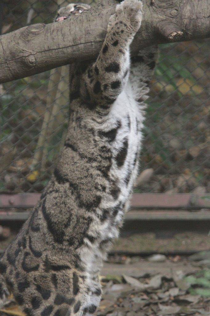 立ち上がって止まり木にもたれかかるブー