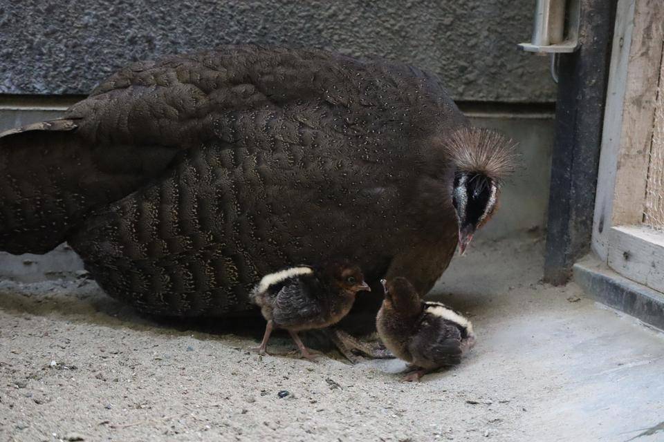【飼育日誌】20210916:2年連続繁殖成功 (4).jpg